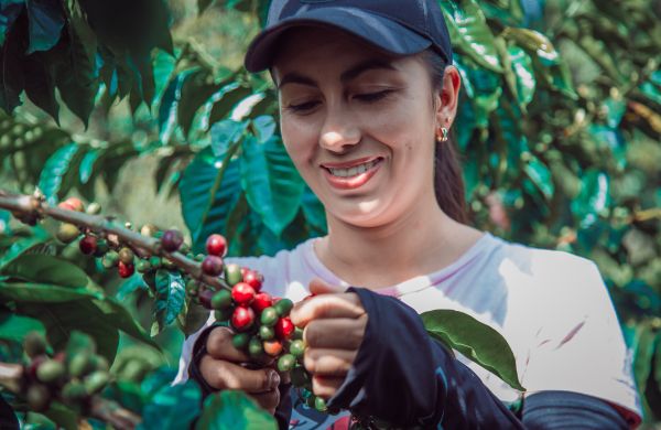 Top 5 raisons d'apprécier le café cultivé en France